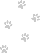 Decorative Paws Image